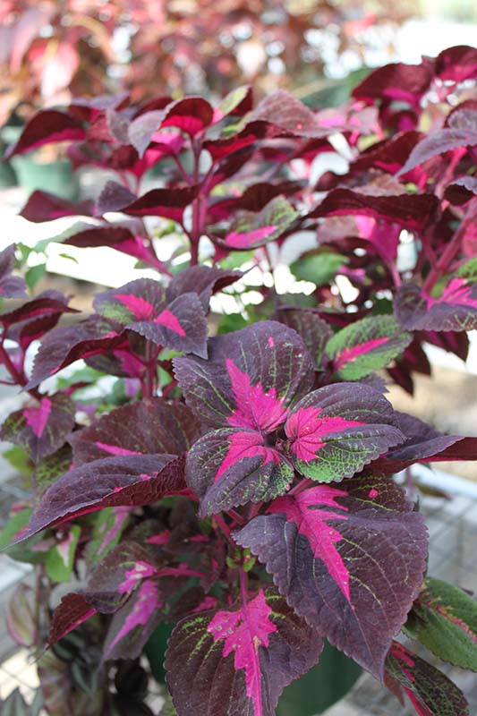 Magilla Perilla plants on tables. Magilla Perilla plants on tables.