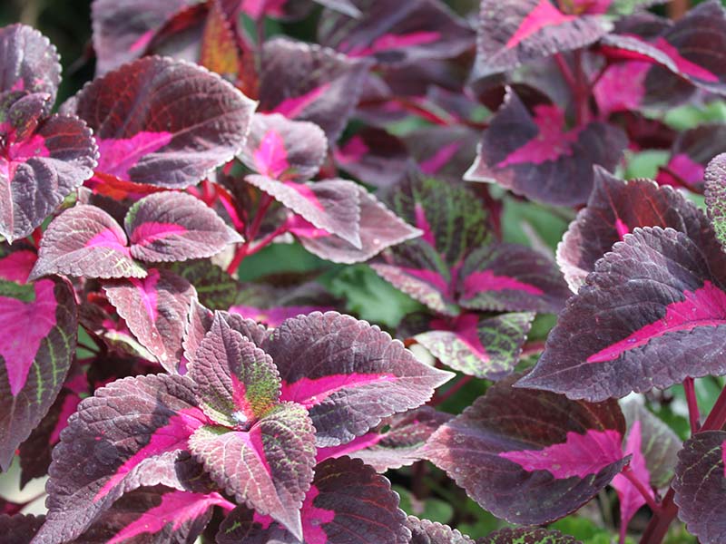 A bundle of Magilla Perilla plants. A bundle of Magilla Perilla plants.