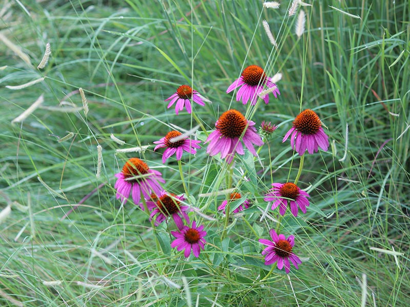 A group of flowers surrounded by tall grass in a field. A group of flowers surrounded by tall grass in a field.