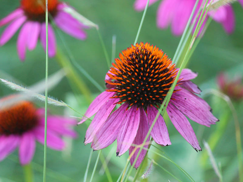 A single, close up view of a flower. A single, close up view of a flower.