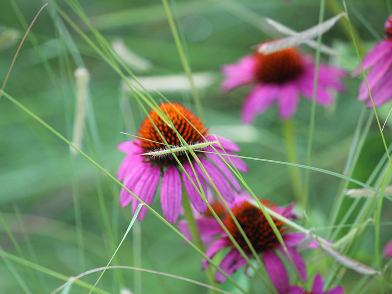 A side view of a few flowers growing in the field. A side view of a few flowers growing in the field.