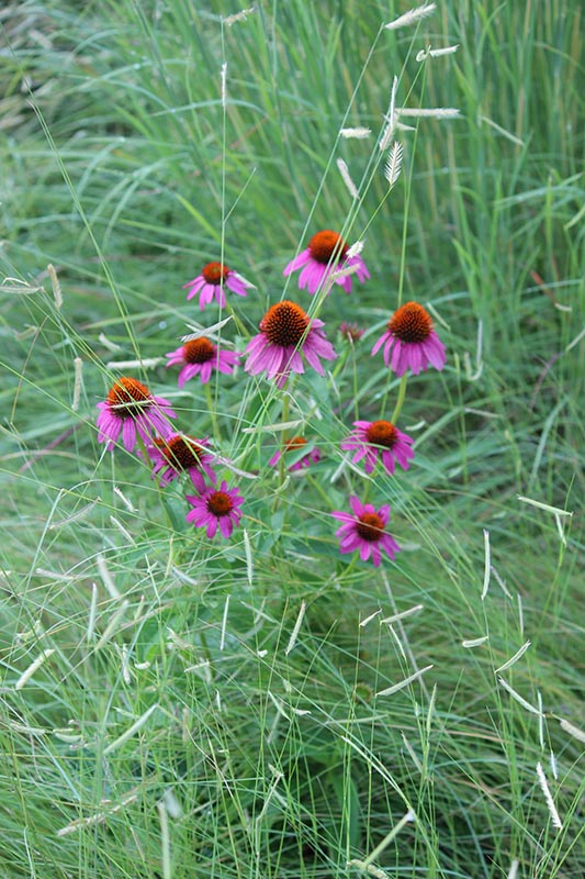 Aerial view a plant with multiple blooms in a field. Aerial view a plant with multiple blooms in a field.