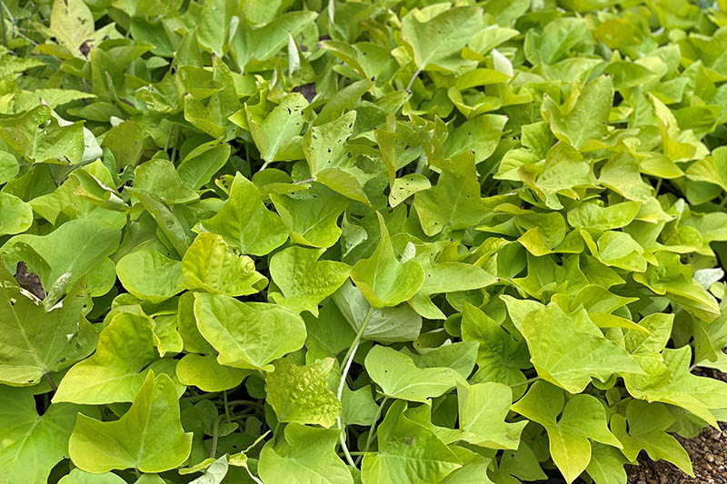 A plant with green leaves. A plant with green leaves.