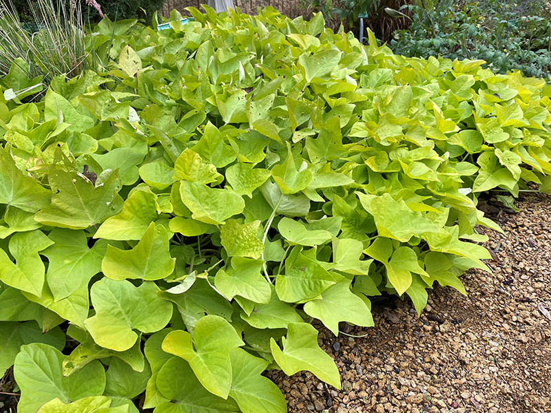 A green sweet potato plant. A green sweet potato plant.