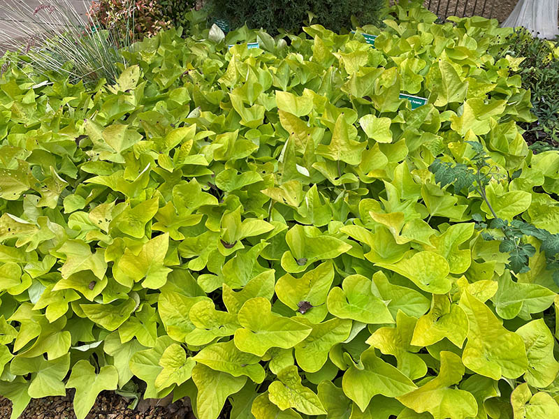 A sweet potato plant with green leaves. A sweet potato plant with green leaves.