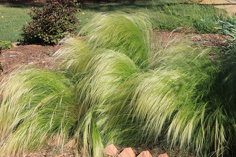 A flower bed with Mexican Feather Grass. A flower bed with Mexican Feather Grass.