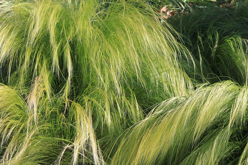 A clump of Mexican Feather Grass. A clump of Mexican Feather Grass.