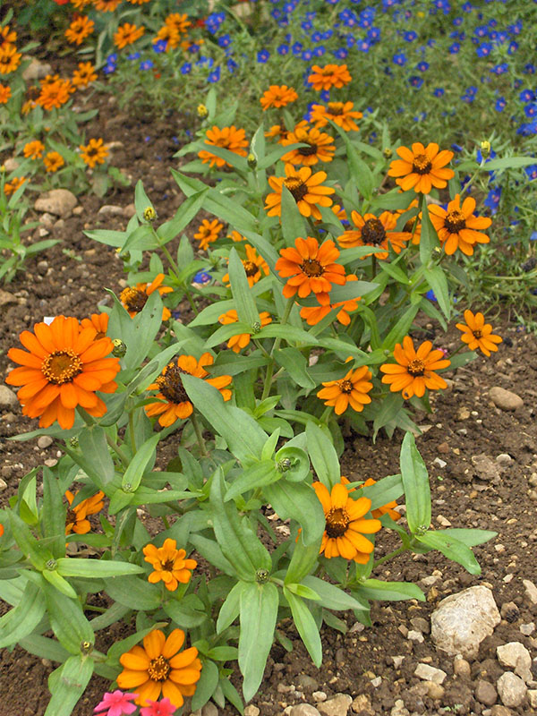 Orange Mexican Zinnia flowers.