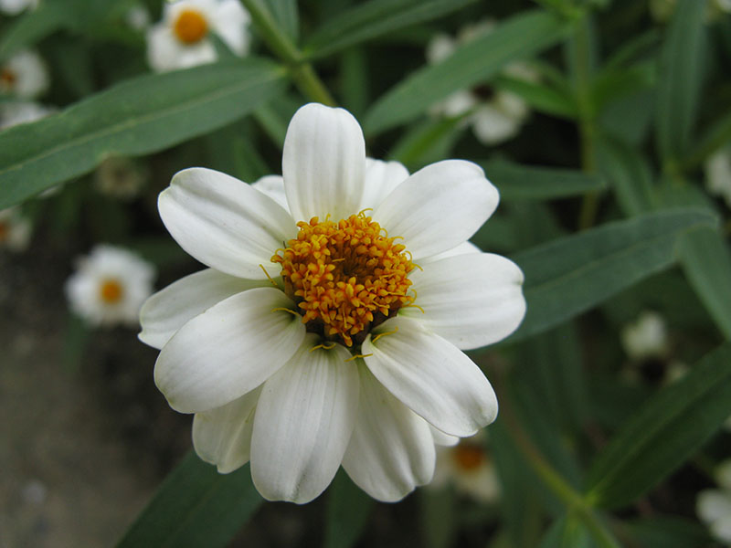 A white Mexican Zinnia flower.