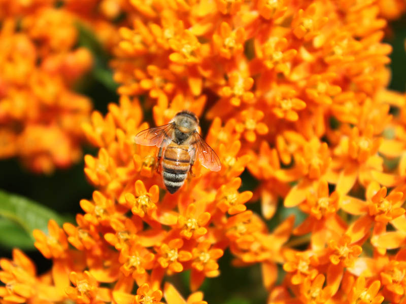 A bee on orange flowers. A bee on orange flowers.