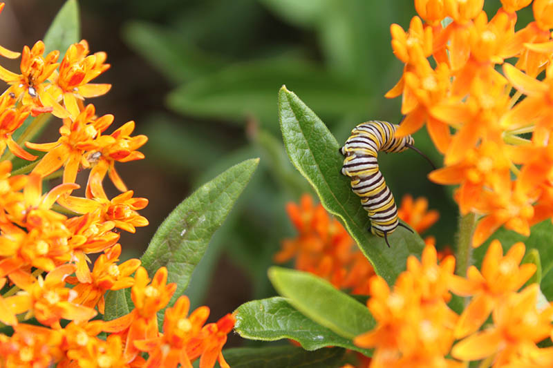 Milkweed | Oklahoma State University