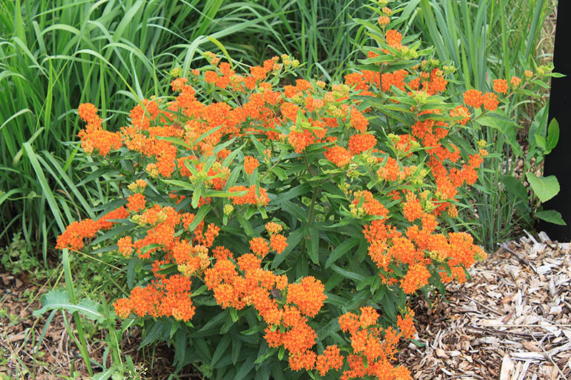 A green plant with orange flowers. A green plant with orange flowers.