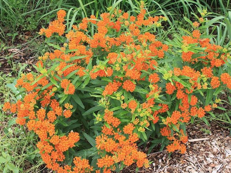 A milkweed plant with orange flowers. A milkweed plant with orange flowers.