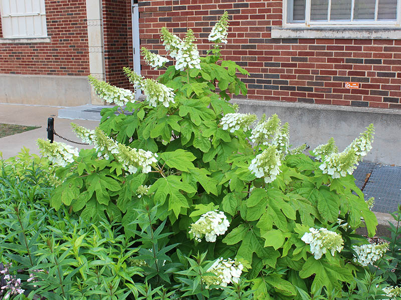A green plant with white hydrangeas. A green plant with white hydrangeas.