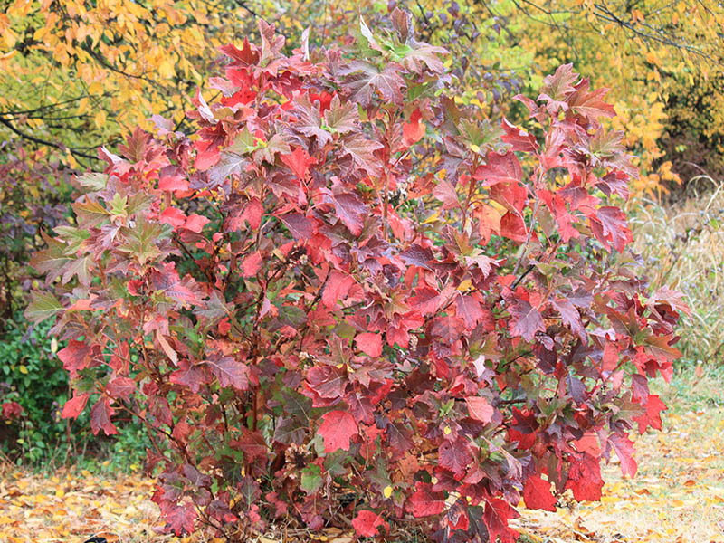 A shrub plant with red leaves. A shrub plant with red leaves.