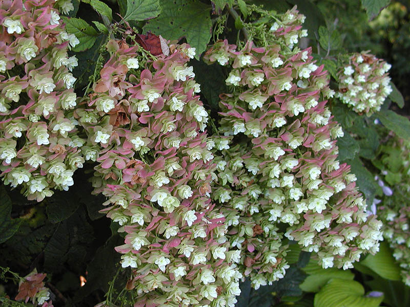 Pink and white flowers hanging from a plant. Pink and white flowers hanging from a plant.