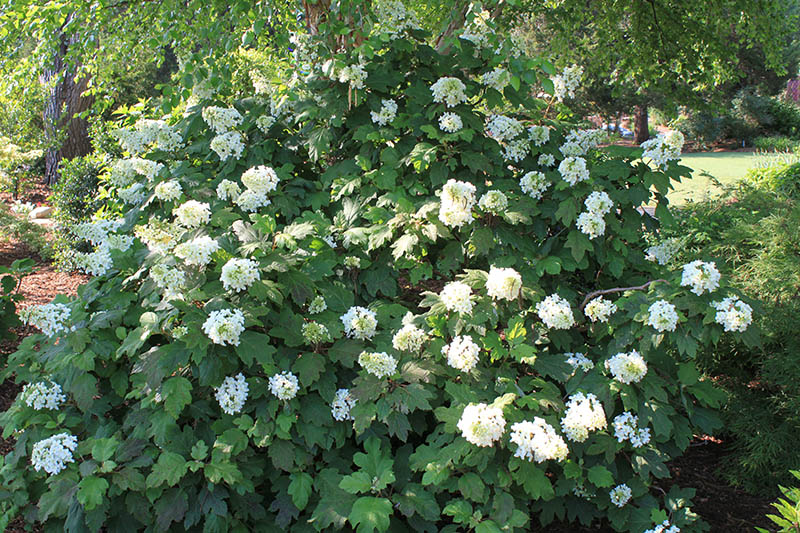 A large green shrub with white flowers. A large green shrub with white flowers.