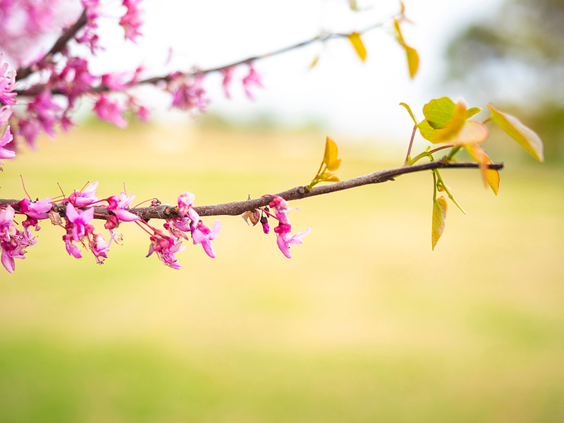 A tree limb with small pink flowers blooming. A tree limb with small pink flowers blooming.