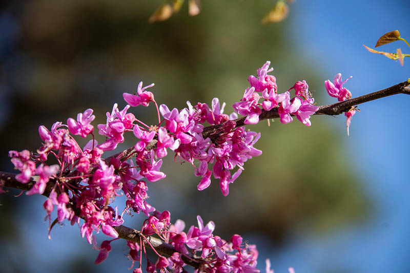 A tree limb with bright pink flowers and green leaves. A tree limb with bright pink flowers and green leaves.