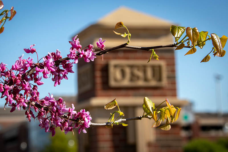 An Oklahoma Redbud tree limb in front of an OSU building. An Oklahoma Redbud tree limb in front of an OSU building.
