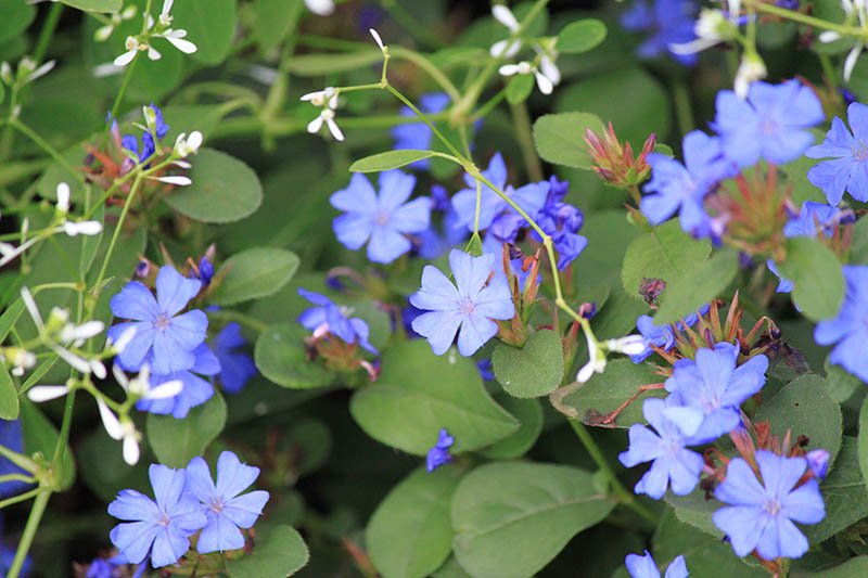 A green plant with blue Perennial Plumbago flowers. A green plant with blue Perennial Plumbago flowers.