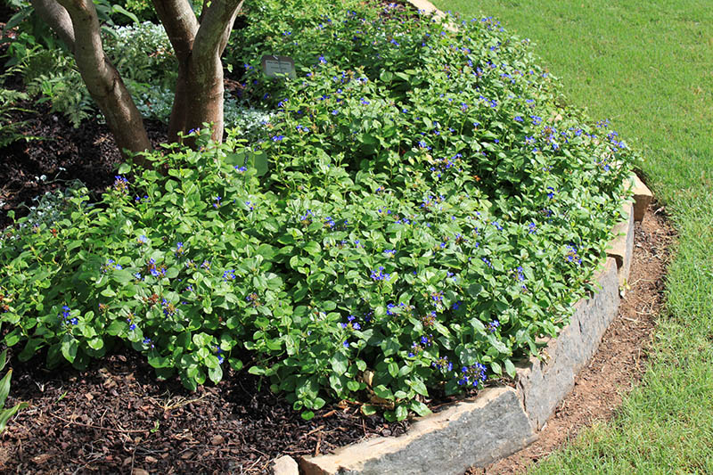 A flower bed full of a green plant with blue flowers blooming. A flower bed full of a green plant with blue flowers blooming.