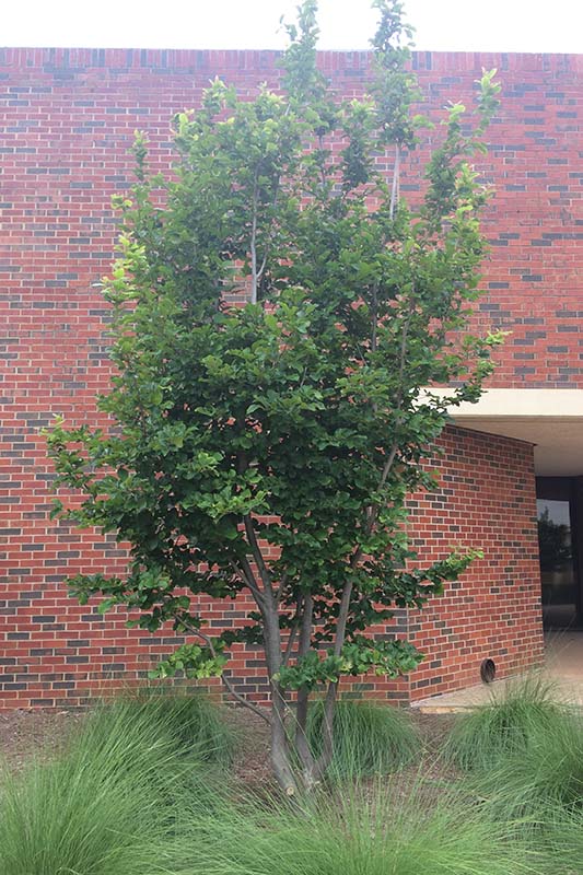 A small tree with green leaves in front of a red brick building. A small tree with green leaves in front of a red brick building.