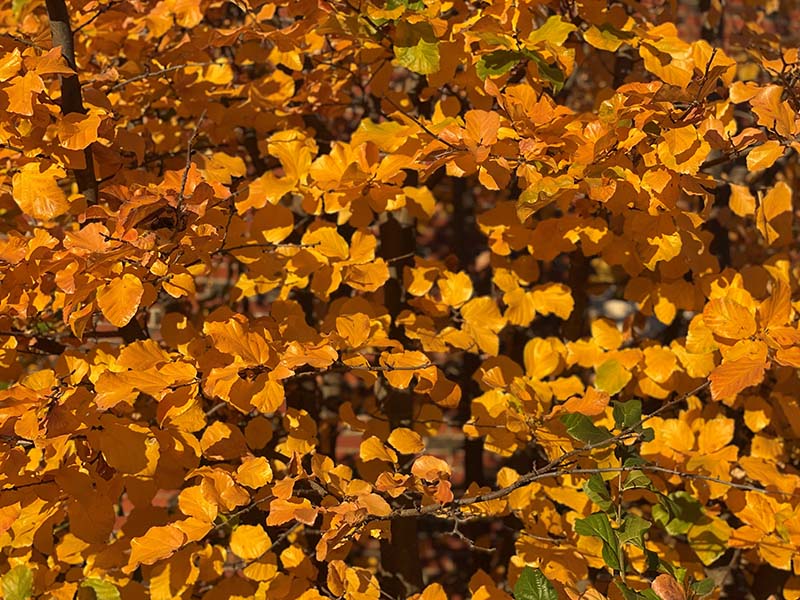 Orange and yellow leaves on a tree. Orange and yellow leaves on a tree.