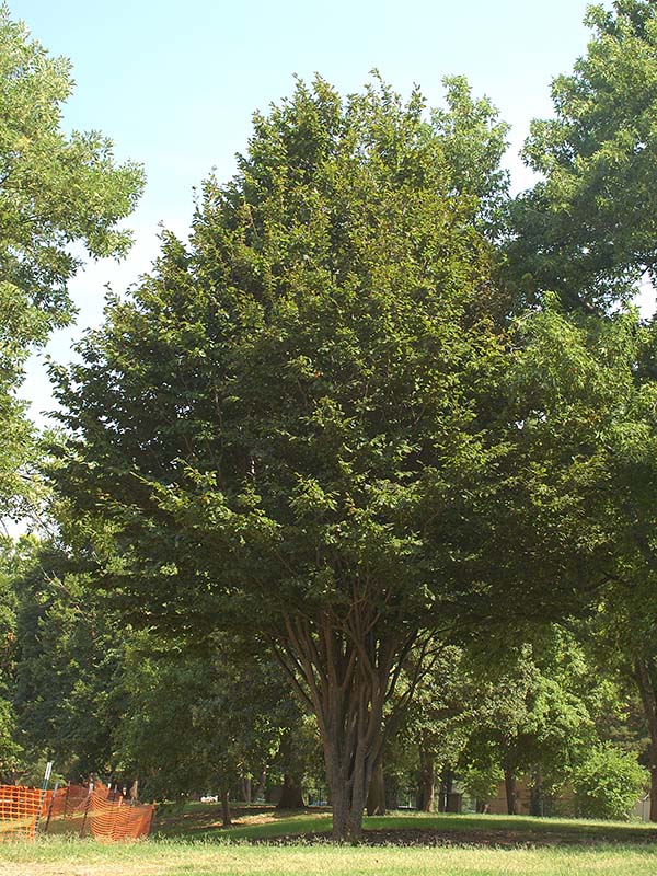 A large Persian Parrotia tree next to an orange fence. A large Persian Parrotia tree next to an orange fence.
