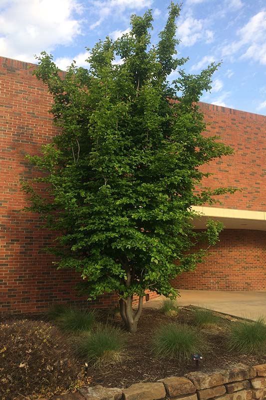 A small Persian Parrotia tree in front of a red brick building. A small Persian Parrotia tree in front of a red brick building.