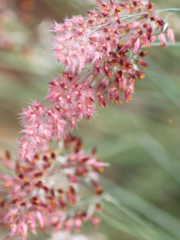 A closeup of the Pink Crystals Ruby grass flower. A closeup of the Pink Crystals Ruby grass flower.
