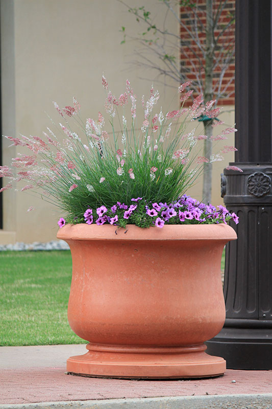 Pink Crystals Ruby grass growing in a pot. Pink Crystals Ruby grass growing in a pot.