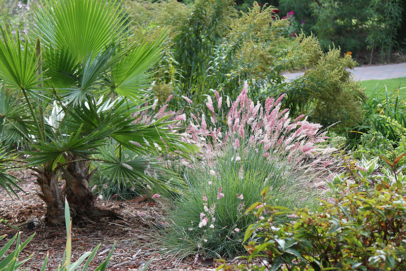 A Pink Crystals Ruby grass plant with a lot of pink flowers. A Pink Crystals Ruby grass plant with a lot of pink flowers.