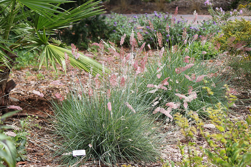 Pink Crystals Ruby grass with pink flowers. Pink Crystals Ruby grass with pink flowers.