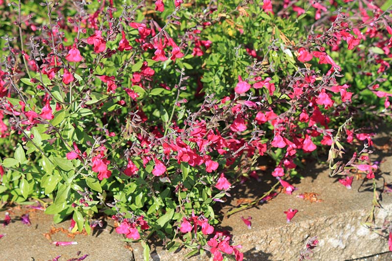 A green plant with pink flowers growing over grey stones. A green plant with pink flowers growing over grey stones.