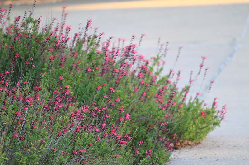 A green plant with pink flowers growing over a road. A green plant with pink flowers growing over a road.