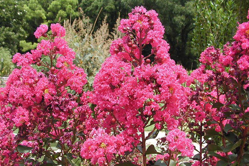 Pink flowers on a shrub plant. Pink flowers on a shrub plant.