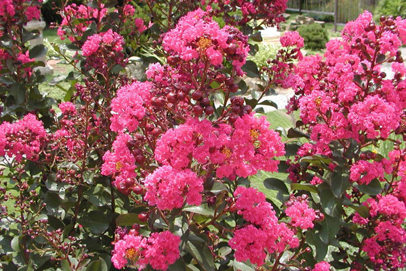 Pink Velour Crapemyrtle | Oklahoma State University