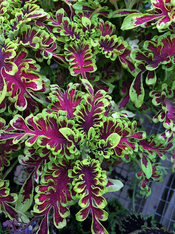 bright pruple leaves with green edges bright pruple leaves with green edges