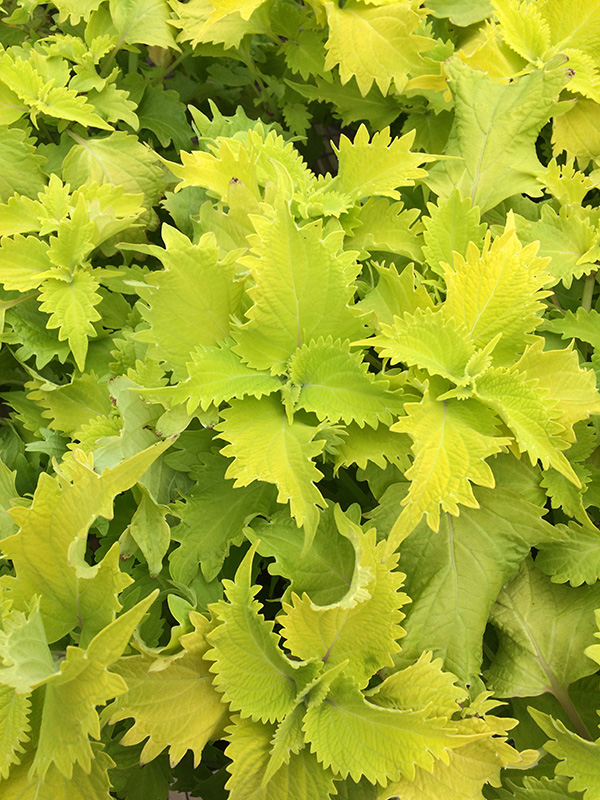 pile of Bright Green Leaves pile of Bright Green Leaves