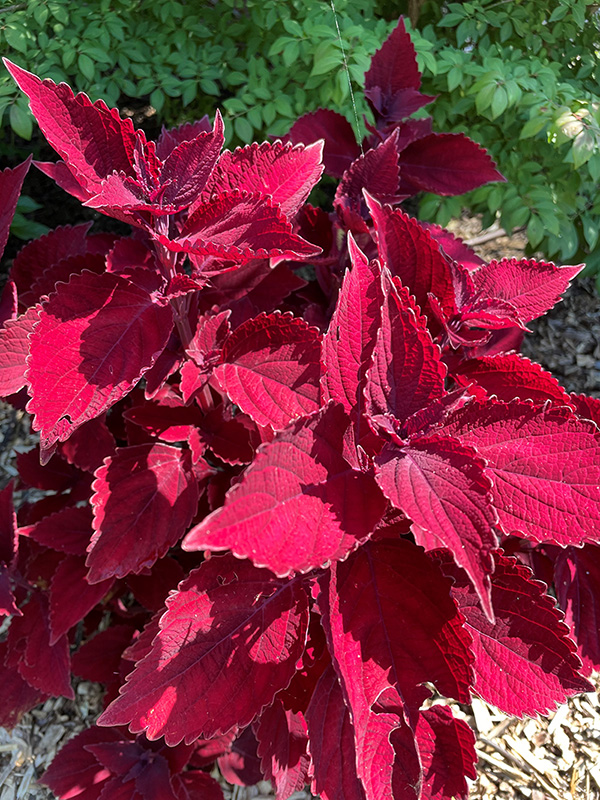 Bright red Leaves Bright red Leaves growing in a flower bed