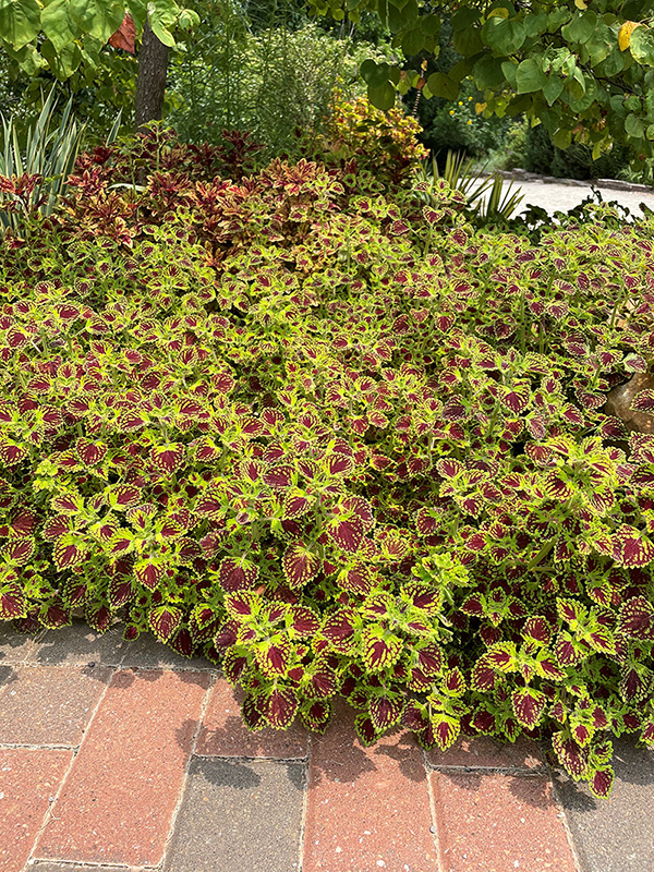Bright green plant with brown in the center of leaves growing in a flower bed Bright green plant with brown in the center of leaves growing in a flower bed