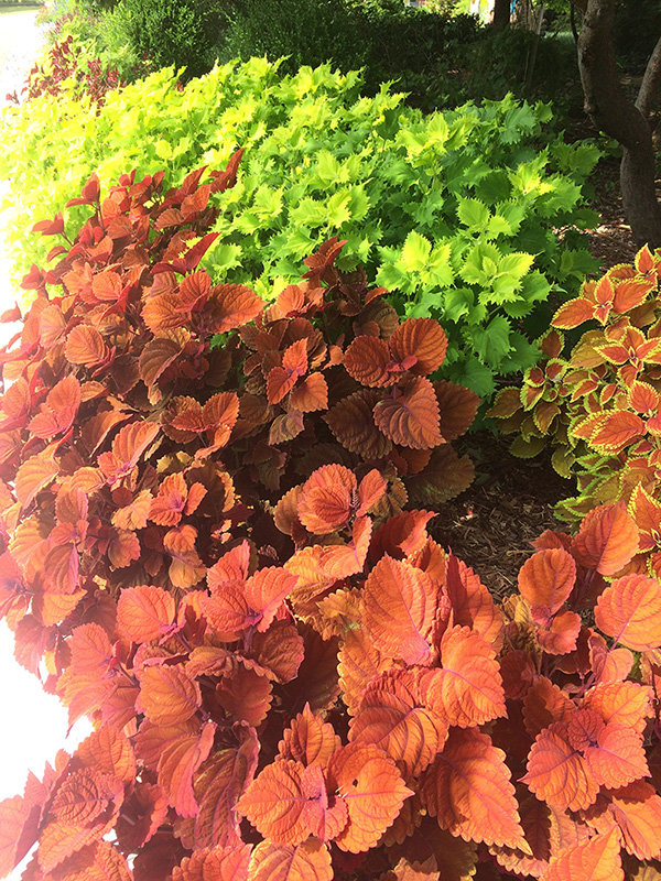 Mixture of Orange and green leaves on a coleus plant. Mixture of Orange and green leaves on a coleus plant.