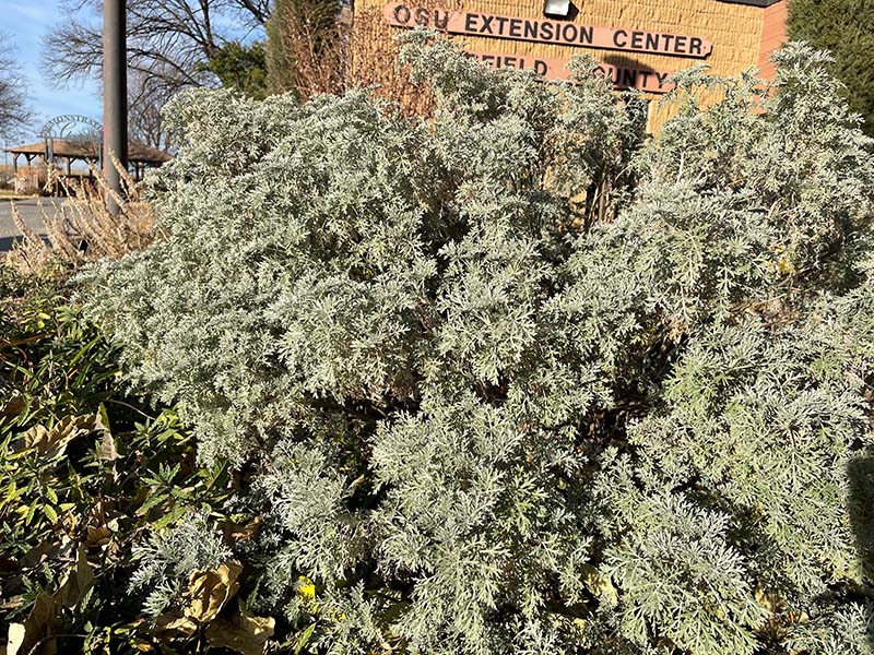 A green shrub plant in front of an OSU Extension Center sign. A green shrub plant in front of an OSU Extension Center sign.