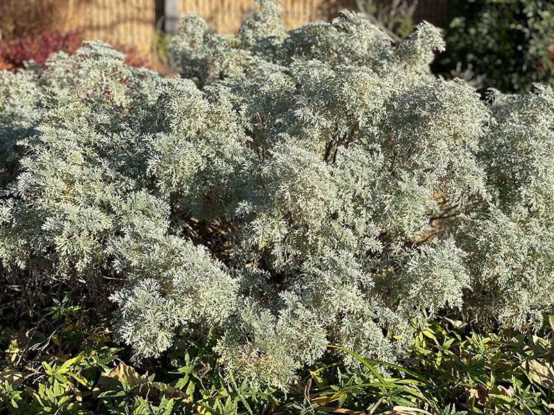 A green shrub plant with grass growing around it. A green shrub plant with grass growing around it.