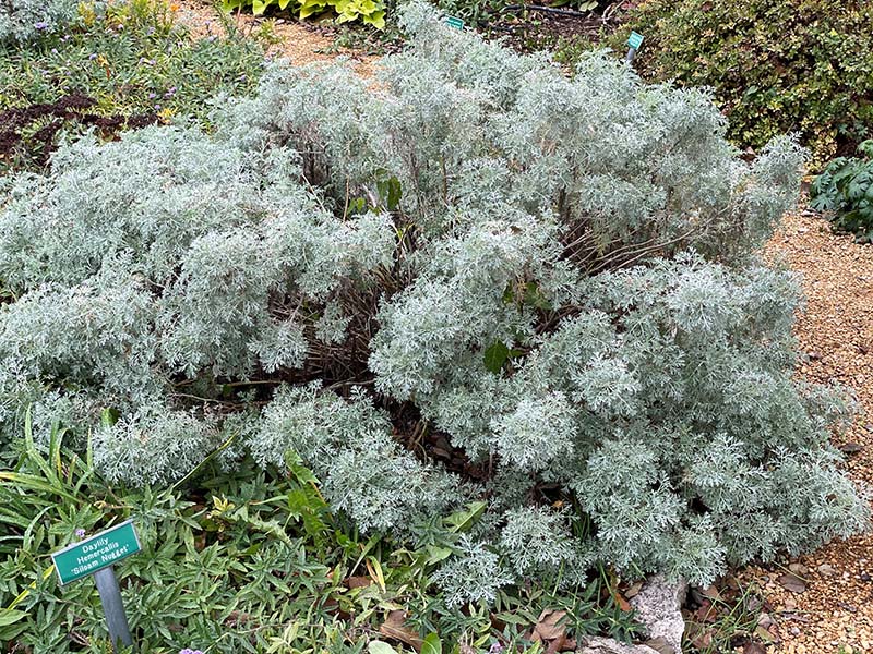 A Powis Castle Wormwood plant growing next to a dirt walkway. A Powis Castle Wormwood plant growing next to a dirt walkway.