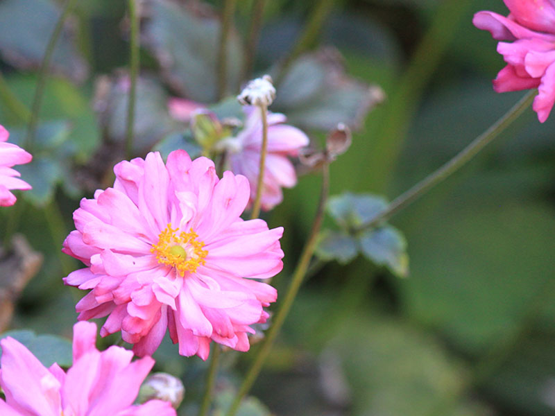 A pink flower with an orange center. A pink flower with an orange center.
