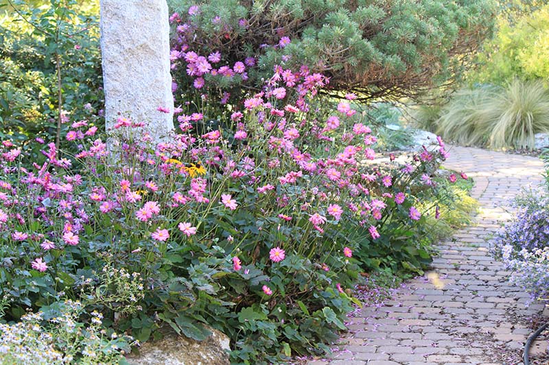 A plant with pink flowers in a flowerbed next to a tall decorative stone. A plant with pink flowers in a flowerbed next to a tall decorative stone.