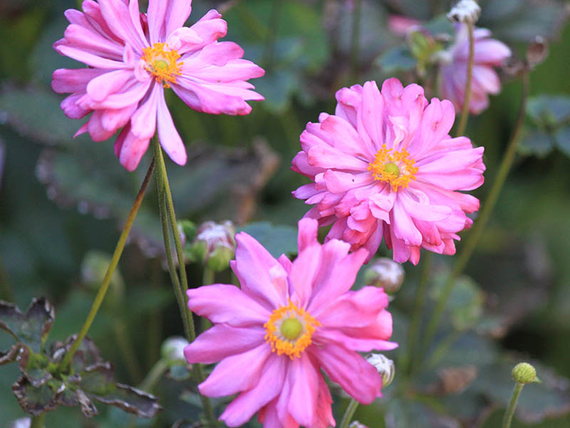 Three pink flowers with orange centers. Three pink flowers with orange centers.