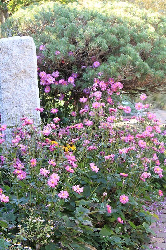 A plant in a flowerbed next to a walkway with pink flowers. A plant in a flowerbed next to a walkway with pink flowers.